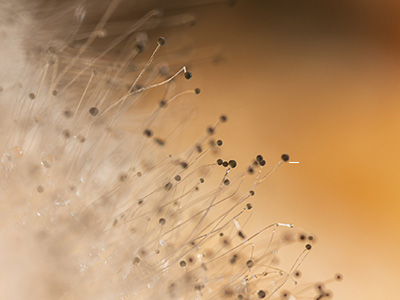 Fungus-1