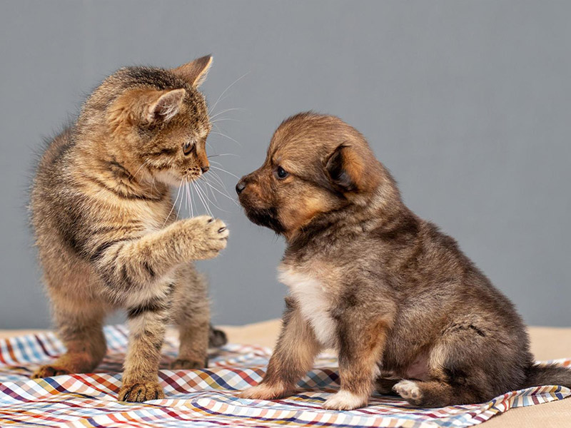 Pet Care
