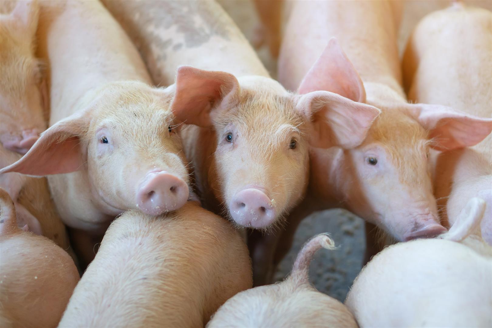 Group of pig that looks healthy in local ASEAN pig farm at livestock. The concept of standardized and clean farming without local diseases or conditions that affect pig growth or fecundity