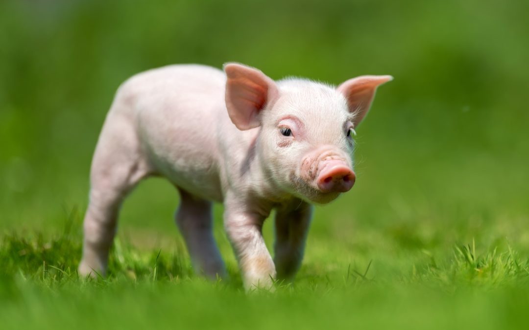 Consistent Soy Protein Solutions for Young Animal Growth