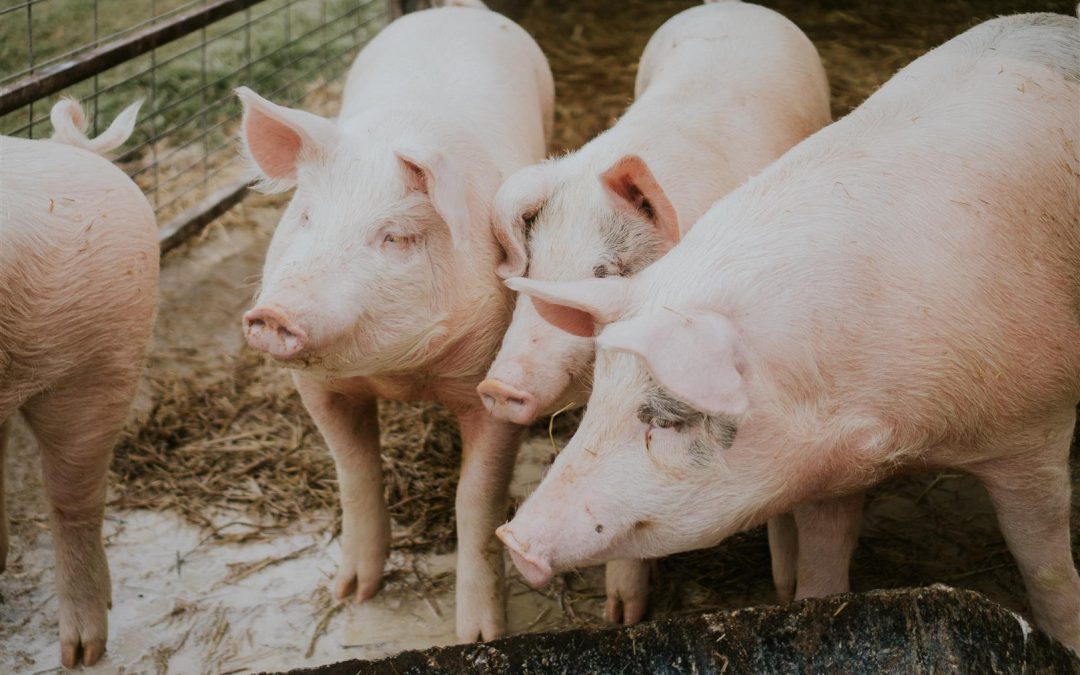 Hamlet Protein Renews Asian Partnership With Jebsen & Jessen Ingredients