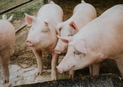 Hamlet Protein Renews Asian Partnership With Jebsen & Jessen Ingredients