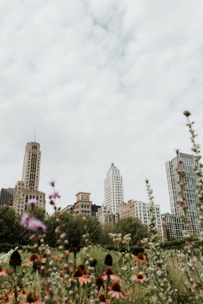 Vertical shot of a grassy field full of flowers in Chicago with skyscrapers visible in distance Wildflowers in a city garden with high-rise buildings behind, showing nature amid urban life.