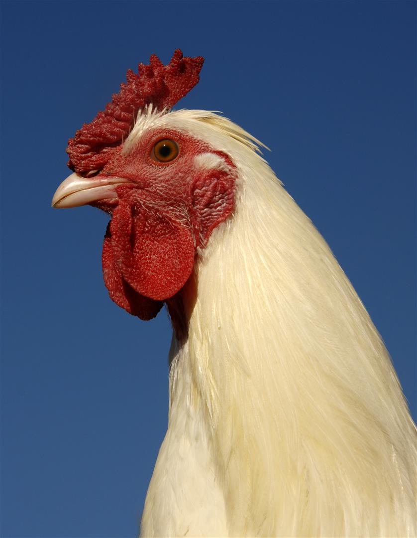 baby-chicken-poultry-farm (Custom)